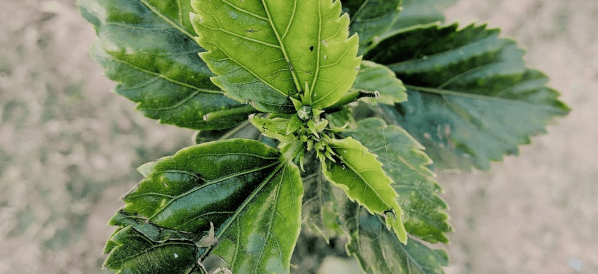 Lasst uns bei nachhaltigen Events bleiben!